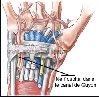 Trajet des nerfs cubital et median (face palmaire)