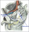 Anatomie du nerf honteux interne